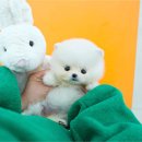 대실역남로4길 | 칠곡애견분양 강아지분양 방문한 후기