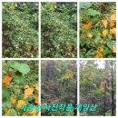 이종순 사진작품 251018 계양산 이미지