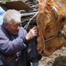 워낭소리 이미지