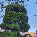 향나무쉼터 이미지