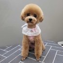 바르다펫 꿈의숲점 이미지