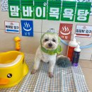 동래유치원 | 온천동애견유치원 맘바이 동래점 이용 후기, 직접 맡겨보고 느낀 솔직한 경험