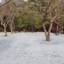소나무와 계곡 캠핑장 이미지