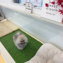 온퍼피 프리미엄 전주강아지분양 본점 네이버블로그