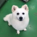 용인시 동물보호센터 Daum카페