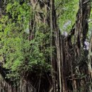 올드 트리 이미지