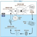 기생충박물관 이미지
