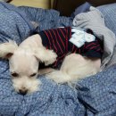 박여진애견미용실 이미지