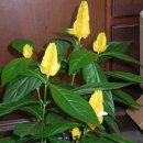 파키스타키스(노랑새우풀)-Pachystachys lutea Nees를 경매합니다.(1000원경매)^^ 이미지