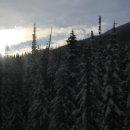 황금개구리 이미지