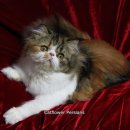 CatFlower