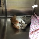 세븐메디컬 이미지