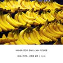 바나나스토리 이미지