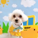 또왕또왕 Dog Salon 네이버블로그