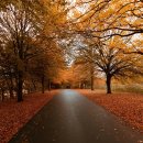 가을이네 이미지