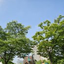 젊음과패기공원1 | 정왕동 젊음과패기의공원 수목방제작업 - 미국흰불나방