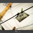 레몬트리 이미지