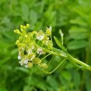 들꽃한의원 이미지