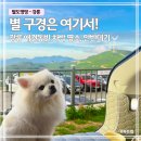 대관령 와우시티 펜션 | 안반데기 애견동반 차박 명소｜별 보기 좋은 강릉 가볼만한곳