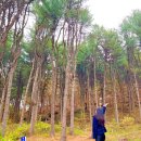 산내음 물소리 | 남양주 갈만한곳 축령산 자연휴양림 숙소 숲나들e 예약