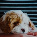 라온펫동물병원 이미지