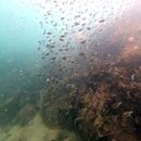 대봉치안센터 건너편 | 파타야 스쿠버다이빙 샵, 비용, 포인트