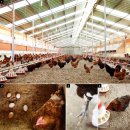 화순우리맛닭영농조합법인 이미지