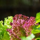 상추밭에돈 이미지