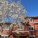 미식&포토스팟 코스 | 용산공원 미군기지, 산책 + 포토스팟 서울 데이트 코스 추천 (사계절 방문 후기·3월 목련·주차꿀팁)