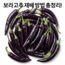 전북농약사 | 보라고추 (가지고추) 재배 방법 총정리!｜심는 시기, 심는 방법, 수확 시기까지
