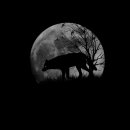 달빛자락 이미지