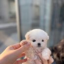 창원강아지분양 헬스독 애견입양 말티푸들포메라니안미니비숑 이미지
