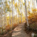 속삭이는 자작나무 숲의 매력, 인제 가볼만한 곳 추천 코스