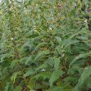 영구네농장 이미지