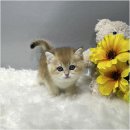 야옹아멍멍해봐 용인보정점 | 평택고양이분양 브리티쉬숏헤어 여기서 진행 (feat. 용인 예산 고덕)