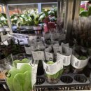 하트 | 하트호야 셀프 분갈이 후기 다이소 꿀템