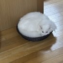 달리는체리마루 | 8월 마지막주