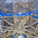 감포어시장 이미지