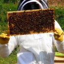 장수양봉원 | 백마리 넘게 잡을 수 있는 대형 장수말벌트랩 설치후기