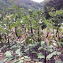 제일농장1 이미지