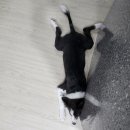 진보동물병원 이미지