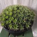 수원-0943 이미지