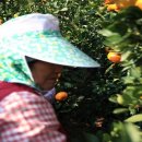 미미요거트 이미지