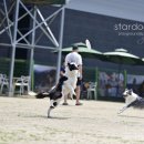 스타애견 이미지