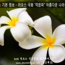 플루메리아 이미지