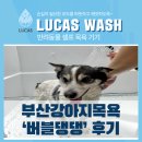 버블버블 애견샵 | 부산강아지목욕 버블댕댕, 애견셀프샤워기기 설치 후기