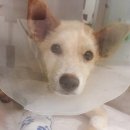 안락사 위기에서 홍역까지 걸렸던 길둥이 27일 현재 상태입니다!!! (+사진추가했어요 이미지