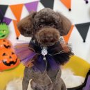 하이슈슈 이미지