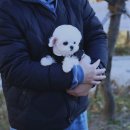 내 강아지 | 용산강아지교배 솔직 후기 내 경험담 풀어본다