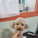 몽쉘몽봉 이미지